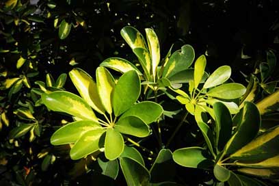 Leaves Green Nature Plants Picture