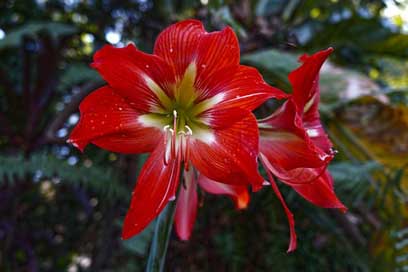 Orchid Petal El-Salvador Flowers Picture