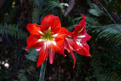 Orchid Nature El-Salvador Flowers Picture