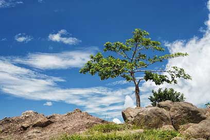 Arbol-Solo Blue-Sky Panoramic Tree Picture