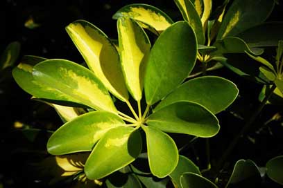 Leaves El-Salvador Plants Nature Picture