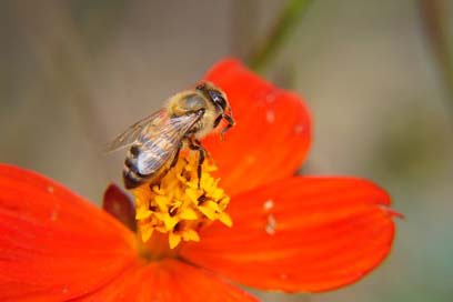 The-Bee Flowers Pollination Bee Picture