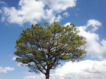 Tree Nature Sky Clouds Picture