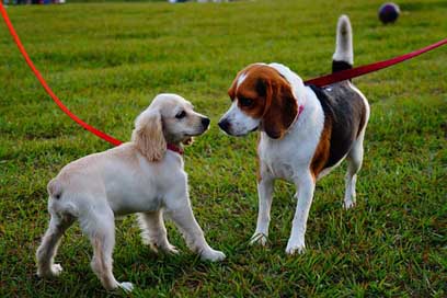 El-Salvador Dogs Park Walk Picture