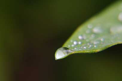 Drops-Of-Dew Leaves Water Spray Picture