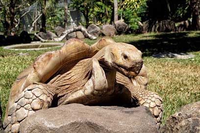 El-Salvador Shell Turtles Wild-Life Picture