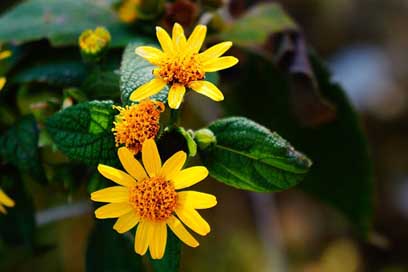 Garden Flowers Yellow Green Picture