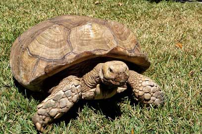 El-Salvador Turtles Wild-Life Zoo Picture