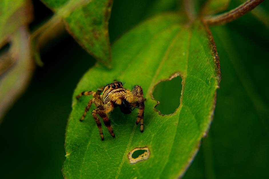  El-Salvador Spider-Leaper Wild-Life