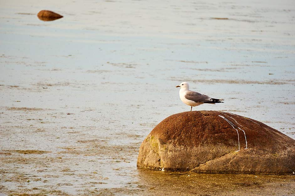 Bird Seagull Baltic-Sea Estonia