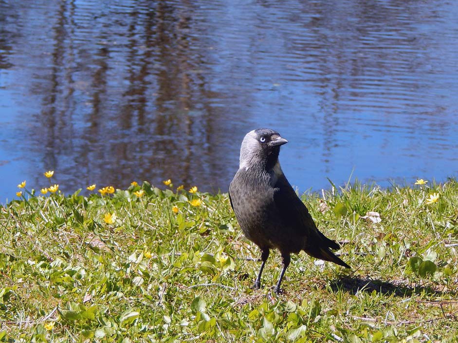  Bird Saku Estonia