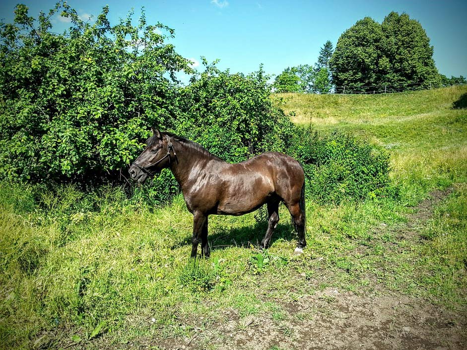 Fortress Rakvere Estonia Horse