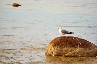 Estonia Bird Seagull Baltic-Sea Picture