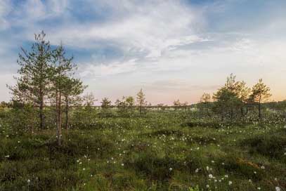 Estonia Sky Scenic Landscape Picture