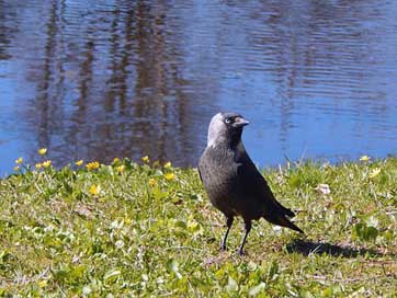 Estonia  Bird Saku Picture