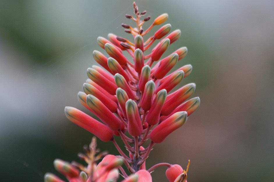 Subfamily Aloes Flowering-Plant Aloe-Megalacantha