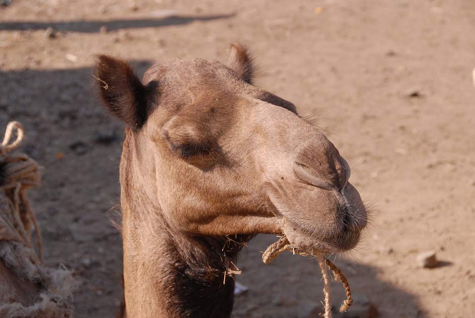 Ethiopia Africa Camel Animals