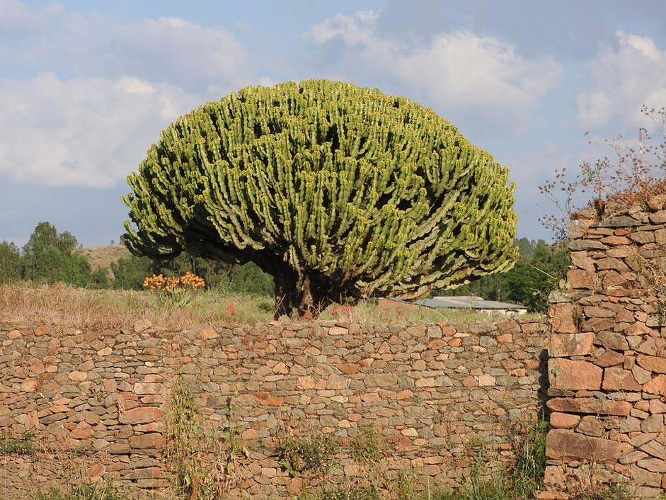  Spurge-Tree Ethiopia Axum