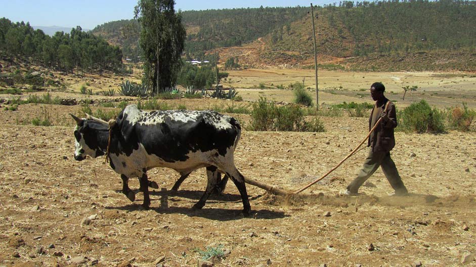 Plow Plough Ethiopia Bauer