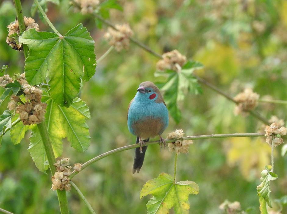  Blue Ethiopia Bird