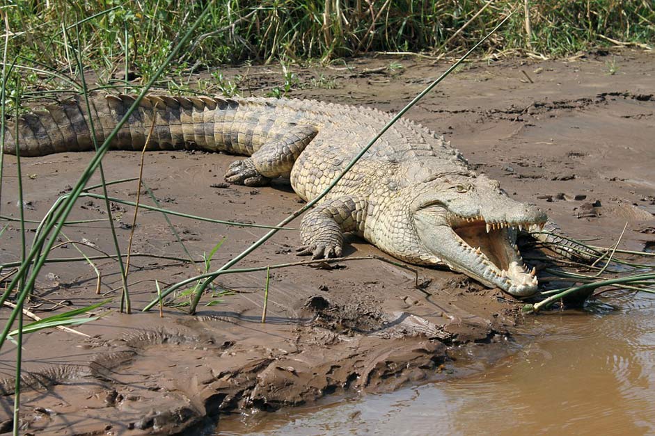 Ethiopia Chamo Lake Crocodile