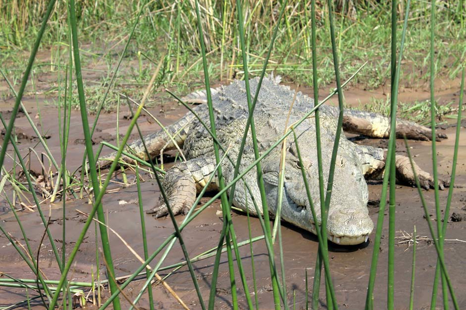 Nile Ethiopia Lake-Chamo Crocodile