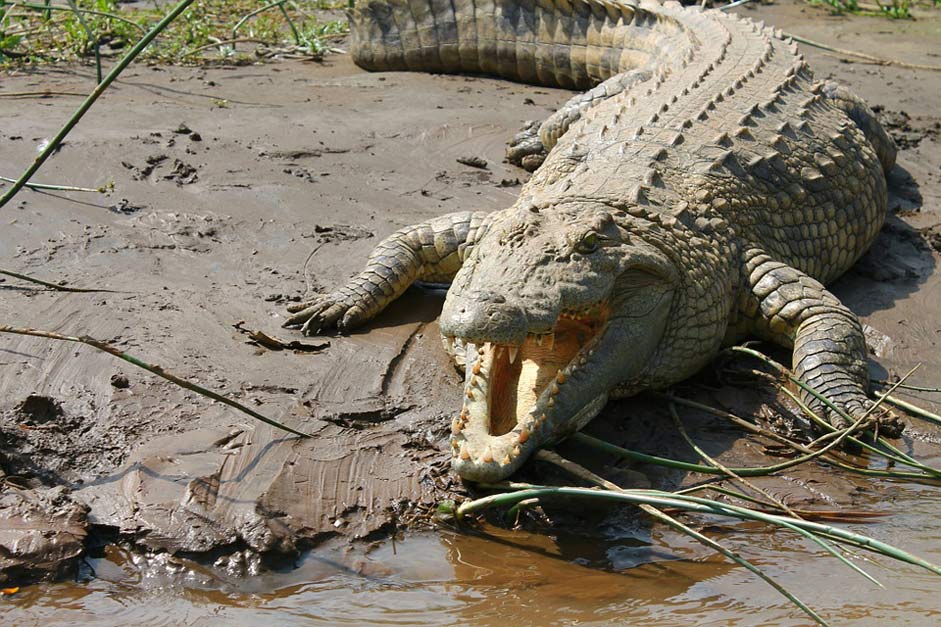 Lake-Chamo Ethiopia Nile Crocodile