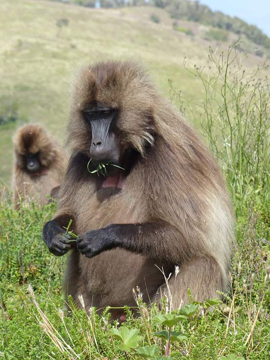Monkey-Gelada National-Park Africa Ethiopia