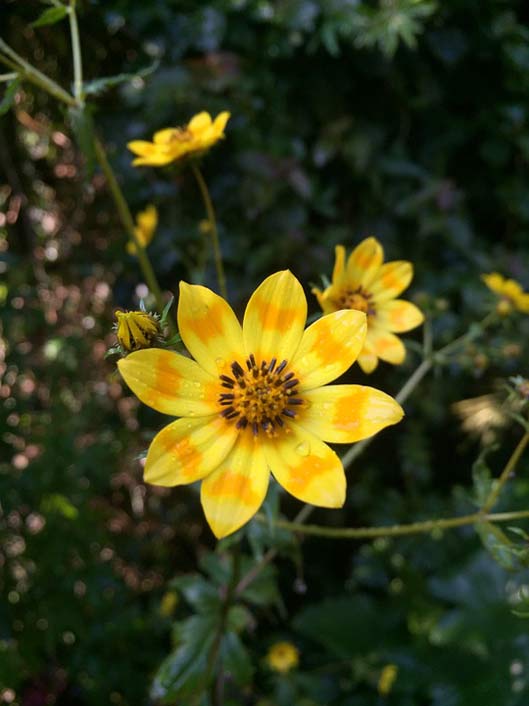 Ethiopia Meskal Daisy Flower