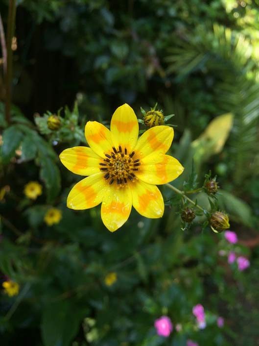 Ethiopia Meskal Daisy Flower