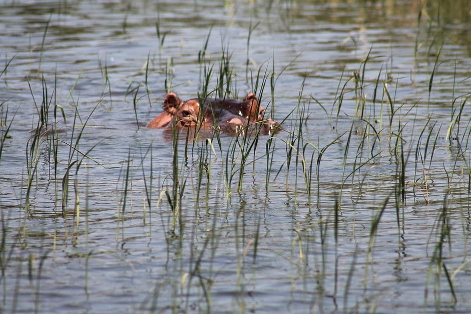 Ethiopia Awassa Lake Hippopotamus