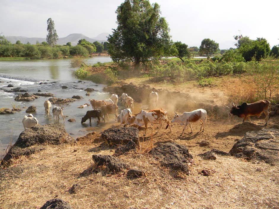 Agriculture Livestock Cows Nile