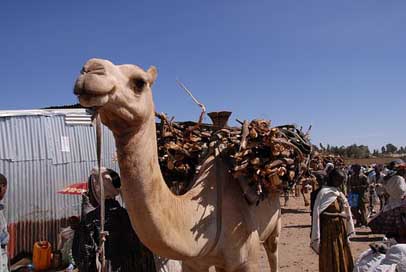 Animals Ethiopia Africa Camel Picture