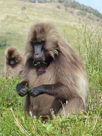 Ethiopia Monkey-Gelada National-Park Africa Picture