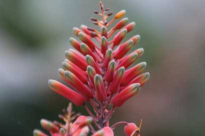 Aloe-Megalacantha Subfamily Aloes Flowering-Plant Picture