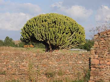Axum  Spurge-Tree Ethiopia Picture