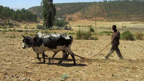 Bauer Plow Plough Ethiopia Picture