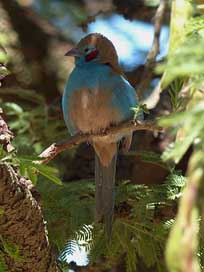 Ethiopia Ornithology Animal Bird Picture