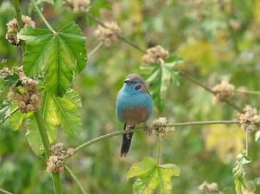 Bird  Blue Ethiopia Picture
