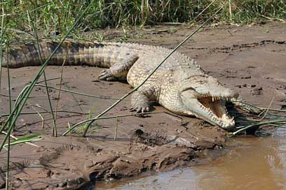 Crocodile Ethiopia Chamo Lake Picture