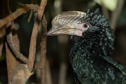 Silvery-Cheeked-Hornbill Hornbill Cheeked Silvery Picture