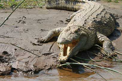 Crocodile Lake-Chamo Ethiopia Nile Picture