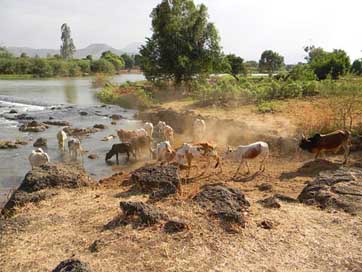 Nile Agriculture Livestock Cows Picture