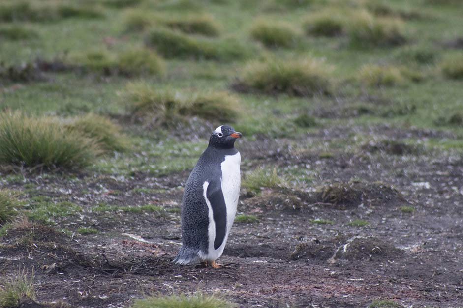 Wildlife Falkland-Islands Penguin Gentoo-Penguin