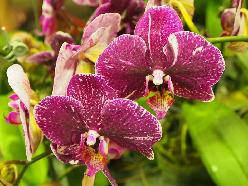 Spot Purple Butterfly-The-Falkland-Islands Orchid