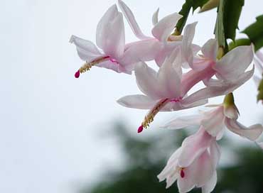 Flower  Christmas-Cactus Crab-The-Falkland-Islands Picture