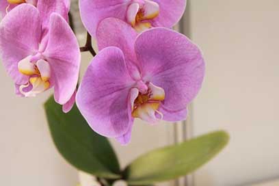 Flower Purple Flowers Orchid Picture