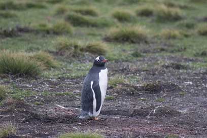 Gentoo-Penguin Wildlife Falkland-Islands Penguin Picture