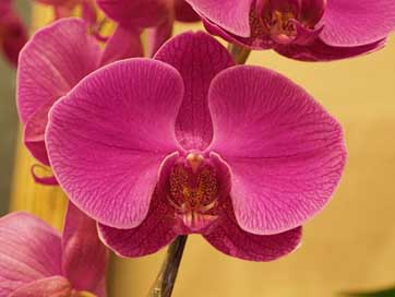 Big-Flower  Orchid Butterfly-The-Falkland-Islands Picture