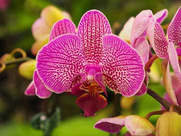Orchid Purple Pastel Butterfly-The-Falkland-Islands Picture